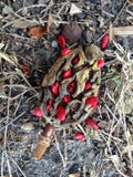 Δέντρο Seedpod Magnolia με τους κόκκινους σπόρους που πέφτουν έξω στο έδαφος Στοκ εικόνες με δικαίωμα ελεύθερης χρήσης Δέντρο Seedpod Magnolia με τους κόκκινους σπόρους που πέφτουν έξω στο έδαφος Στοκ εικόνες με δικαίωμα ελεύθερης χρήσης