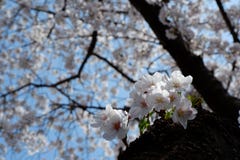Δέντρο ανθών κερασιών σε Jinhae-jinhae-gu, Busan, Νότια Κορέα στοκ φωτογραφία με δικαίωμα ελεύθερης χρήσης Δέντρο ανθών κερασιών σε Jinhae-jinhae-gu, Busan, Νότια Κορέα στοκ φωτογραφία με δικαίωμα ελεύθερης χρήσης