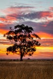 Δέντρο γόμμας στο ηλιοβασίλεμα, Sunbury, Βικτώρια, Αυστραλία, το Δεκέμβριο του 2016 Στοκ Εικόνα Δέντρο γόμμας στο ηλιοβασίλεμα, Sunbury, Βικτώρια, Αυστραλία, το Δεκέμβριο του 2016 Στοκ Εικόνα