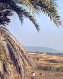 Δέντρο ημερομηνίας & cowpuncher με τα πρόβατα στοκ εικόνα Δέντρο ημερομηνίας & cowpuncher με τα πρόβατα στοκ εικόνα