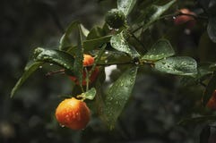 Δέντρο κινεζικής γλώσσας με τις πτώσεις νερού στοκ εικόνα με δικαίωμα ελεύθερης χρήσης Δέντρο κινεζικής γλώσσας με τις πτώσεις νερού στοκ εικόνα με δικαίωμα ελεύθερης χρήσης