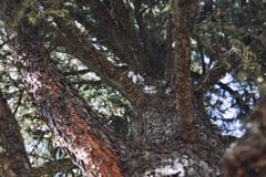 Δέντρο πεύκων με την κινηματογράφηση σε πρώτο πλάνο κλάδων με το φλοιό ανακούφισης Δέντρο πεύκων με την κινηματογράφηση σε πρώτο πλάνο κλάδων με το φλοιό ανακούφισης