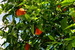 Δέντρο που καλύπτεται με τα ώριμα πορτοκάλια και τα άσπρα λουλούδια στοκ εικόνες Δέντρο που καλύπτεται με τα ώριμα πορτοκάλια και τα άσπρα λουλούδια στοκ εικόνες
