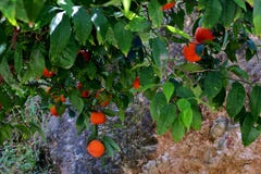 Δέντρο που καλύπτεται με τα ώριμα πορτοκάλια και τα άσπρα λουλούδια στοκ εικόνες με δικαίωμα ελεύθερης χρήσης Δέντρο που καλύπτεται με τα ώριμα πορτοκάλια και τα άσπρα λουλούδια στοκ εικόνες με δικαίωμα ελεύθερης χρήσης