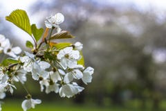 Δέντρο της Apple που ανθίζει στο πάρκο Ανθίζοντας κλαδίσκος στο θολωμένο υπόβαθρο Κινηματογράφηση σε πρώτο πλάνο κλάδων άνοιξη στοκ φωτογραφία με δικαίωμα ελεύθερης χρήσης Δέντρο της Apple που ανθίζει στο πάρκο Ανθίζοντας κλαδίσκος στο θολωμένο υπόβαθρο Κινηματογράφηση σε πρώτο πλάνο κλάδων άνοιξη στοκ φωτογραφία με δικαίωμα ελεύθερης χρήσης