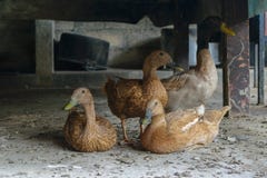 Δέσμη των καφετιών παπιών που κρύβουν στο πλαίσιο του πίνακα στοκ εικόνα Δέσμη των καφετιών παπιών που κρύβουν στο πλαίσιο του πίνακα στοκ εικόνα