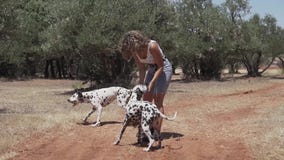 Δαλματικά σκυλιά που παίζουν και που πηδούν στο δάσος φιλμ μικρού μήκους Δαλματικά σκυλιά που παίζουν και που πηδούν στο δάσος φιλμ μικρού μήκους