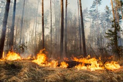 Δασική πυρκαγιά υπό εξέλιξη στοκ εικόνες Δασική πυρκαγιά υπό εξέλιξη στοκ εικόνες