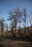 Δασική σκηνή φθινοπώρου Ζωηρό πρωί στο ζωηρόχρωμο δάσος με τις ακτίνες ήλιων μέσω των δέντρων Χρυσά φύλλωμα και μονοπάτι στο δάσο στοκ εικόνες με δικαίωμα ελεύθερης χρήσης Δασική σκηνή φθινοπώρου Ζωηρό πρωί στο ζωηρόχρωμο δάσος με τις ακτίνες ήλιων μέσω των δέντρων Χρυσά φύλλωμα και μονοπάτι στο δάσο στοκ εικόνες με δικαίωμα ελεύθερης χρήσης