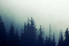 Δασικός τονισμός χρώματος βουνοπλαγιών πεύκων ομίχλης της Misty Στοκ φωτογραφίες με δικαίωμα ελεύθερης χρήσης Δασικός τονισμός χρώματος βουνοπλαγιών πεύκων ομίχλης της Misty Στοκ φωτογραφίες με δικαίωμα ελεύθερης χρήσης