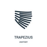 διάνυσμα εικονιδίων trapezius από τη συλλογή ανατομίας Λεπτή διανυσματική απεικόνιση εικονιδίων περιλήψεων trapezius γραμμών Γραμ ελεύθερη απεικόνιση δικαιώματος διάνυσμα εικονιδίων trapezius από τη συλλογή ανατομίας Λεπτή διανυσματική απεικόνιση εικονιδίων περιλήψεων trapezius γραμμών Γραμ ελεύθερη απεικόνιση δικαιώματος