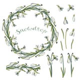 Διάνυσμα που απομονώνεται snowdrop στο λευκό απεικόνιση αποθεμάτων Διάνυσμα που απομονώνεται snowdrop στο λευκό απεικόνιση αποθεμάτων