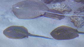Διάφορα stingrays που επιπλέουν στο βίντεο ρηχών νερών 4K Διάφορα stingrays που επιπλέουν στο βίντεο ρηχών νερών 4K