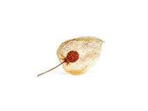 Διακοπή ξηρών φρούτων φαναριών physalis με το χαρακτηριστικό Οράν στοκ φωτογραφία με δικαίωμα ελεύθερης χρήσης Διακοπή ξηρών φρούτων φαναριών physalis με το χαρακτηριστικό Οράν στοκ φωτογραφία με δικαίωμα ελεύθερης χρήσης