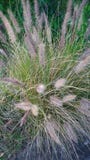 Διακοσμητική χλόη πηγών στον κήπο - Pennisetum alopecuroides Στοκ φωτογραφία με δικαίωμα ελεύθερης χρήσης Διακοσμητική χλόη πηγών στον κήπο - Pennisetum alopecuroides Στοκ φωτογραφία με δικαίωμα ελεύθερης χρήσης