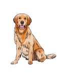 Διανυσματικό πορτρέτο συνόλων χρυσό Retriever φυλής σκυλιών ελεύθερη απεικόνιση δικαιώματος Διανυσματικό πορτρέτο συνόλων χρυσό Retriever φυλής σκυλιών ελεύθερη απεικόνιση δικαιώματος