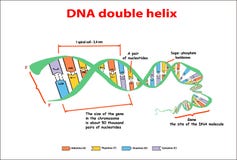 Διπλός έλικας δομών DNA στο άσπρο υπόβαθρο Νουκλεοτίδα, φωσφορικό άλας, σάκχαρα, και βάσεις Διανυσματικές πληροφορίες εκπαίδευσης διανυσματική απεικόνιση Διπλός έλικας δομών DNA στο άσπρο υπόβαθρο Νουκλεοτίδα, φωσφορικό άλας, σάκχαρα, και βάσεις Διανυσματικές πληροφορίες εκπαίδευσης διανυσματική απεικόνιση