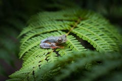 Διπλός-επισημασμένος βάτραχος δέντρων Rhacophorus bipunctatus, πορτοκαλής-webbed στοκ φωτογραφία με δικαίωμα ελεύθερης χρήσης Διπλός-επισημασμένος βάτραχος δέντρων Rhacophorus bipunctatus, πορτοκαλής-webbed στοκ φωτογραφία με δικαίωμα ελεύθερης χρήσης