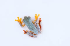 Διπλός-επισημασμένος βάτραχος δέντρων Rhacophorus bipunctatus, πορτοκαλής-webbed στοκ εικόνα με δικαίωμα ελεύθερης χρήσης Διπλός-επισημασμένος βάτραχος δέντρων Rhacophorus bipunctatus, πορτοκαλής-webbed στοκ εικόνα με δικαίωμα ελεύθερης χρήσης
