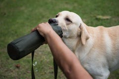 Διψασμένο retriever του Λαμπραντόρ πόσιμο νερό σκυλιών στοκ φωτογραφία με δικαίωμα ελεύθερης χρήσης Διψασμένο retriever του Λαμπραντόρ πόσιμο νερό σκυλιών στοκ φωτογραφία με δικαίωμα ελεύθερης χρήσης