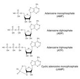 Δομικοί χημικοί τύποι του αδενοσίνης phosphat διανυσματική απεικόνιση Δομικοί χημικοί τύποι του αδενοσίνης phosphat διανυσματική απεικόνιση