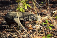Δράκος Komodo στο νησί Rinca, εθνικό πάρκο Komodo, Ινδονησία στοκ εικόνες Δράκος Komodo στο νησί Rinca, εθνικό πάρκο Komodo, Ινδονησία στοκ εικόνες