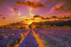 Δραματικό ηλιοβασίλεμα σε έναν lavender τομέα Σπίτια και δέντρα στο hor στοκ φωτογραφίες με δικαίωμα ελεύθερης χρήσης Δραματικό ηλιοβασίλεμα σε έναν lavender τομέα Σπίτια και δέντρα στο hor στοκ φωτογραφίες με δικαίωμα ελεύθερης χρήσης