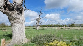 Δρύινοι Dryads δέντρων σε μια αρχαία πετρώνω? δασική ημέρα στην αγγλική επαρχία μια νεφελώδη ημέρα 2 στοκ φωτογραφία Δρύινοι Dryads δέντρων σε μια αρχαία πετρώνω? δασική ημέρα στην αγγλική επαρχία μια νεφελώδη ημέρα 2 στοκ φωτογραφία