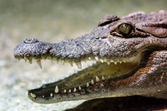 Δόντια του κροκοδείλου Κροκόδειλοι Lat Το Crocodilia είναι μεγάλα υδρόβια ερπετά που ζουν σε όλους τους τροπικούς κύκλους στην Αφ στοκ εικόνα Δόντια του κροκοδείλου Κροκόδειλοι Lat Το Crocodilia είναι μεγάλα υδρόβια ερπετά που ζουν σε όλους τους τροπικούς κύκλους στην Αφ στοκ εικόνα