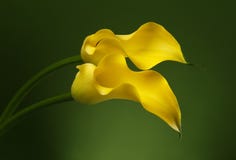 Δύο Calla ο κρίνος ανθίζει το υπόβαθρο στοκ εικόνα με δικαίωμα ελεύθερης χρήσης Δύο Calla ο κρίνος ανθίζει το υπόβαθρο στοκ εικόνα με δικαίωμα ελεύθερης χρήσης