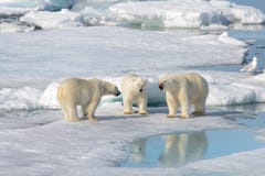 Δύο cubs πολικών αρκουδών που παίζουν μαζί στον πάγο στοκ φωτογραφίες Δύο cubs πολικών αρκουδών που παίζουν μαζί στον πάγο στοκ φωτογραφίες