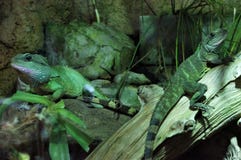 Δύο iguanas στους κορμούς στοκ φωτογραφία Δύο iguanas στους κορμούς στοκ φωτογραφία