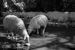 Δύο sheeps πίνουν από έναν κολπίσκο στοκ φωτογραφία Δύο sheeps πίνουν από έναν κολπίσκο στοκ φωτογραφία