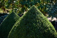 Δύο topiary κώνοι buxus κλείνουν επάνω υπαίθρια σε έναν κήπο στοκ εικόνες Δύο topiary κώνοι buxus κλείνουν επάνω υπαίθρια σε έναν κήπο στοκ εικόνες