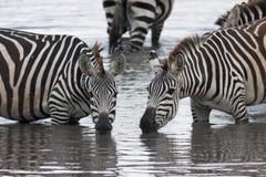Δύο zebras που πίνουν από τη λίμνη σε όμορφο θέτουν στοκ εικόνα με δικαίωμα ελεύθερης χρήσης Δύο zebras που πίνουν από τη λίμνη σε όμορφο θέτουν στοκ εικόνα με δικαίωμα ελεύθερης χρήσης