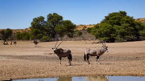 Δύο αντιλόπες oryx στέκονται πίσω να υποστηρίξουν στην της Ναμίμπια σαβάνα μέσα στοκ εικόνα Δύο αντιλόπες oryx στέκονται πίσω να υποστηρίξουν στην της Ναμίμπια σαβάνα μέσα στοκ εικόνα
