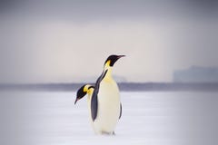 Δύο αυτοκράτορας Penguins στο θαλάσσιο πάγο, ένας πίσω από άλλο στοκ φωτογραφία με δικαίωμα ελεύθερης χρήσης Δύο αυτοκράτορας Penguins στο θαλάσσιο πάγο, ένας πίσω από άλλο στοκ φωτογραφία με δικαίωμα ελεύθερης χρήσης