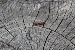 Δύο κόκκινα ζωύφια firebugs, κόκκινα ζωύφια στρατιωτών, pandurus Spilostethus, χρωστικές ουσίες βαμβακιού, ζευγάρωμα Pyrrhocorida στοκ εικόνες Δύο κόκκινα ζωύφια firebugs, κόκκινα ζωύφια στρατιωτών, pandurus Spilostethus, χρωστικές ουσίες βαμβακιού, ζευγάρωμα Pyrrhocorida στοκ εικόνες