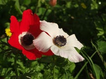 Δύο κόκκινα και άσπρα λουλούδια anemone στοκ φωτογραφία με δικαίωμα ελεύθερης χρήσης Δύο κόκκινα και άσπρα λουλούδια anemone στοκ φωτογραφία με δικαίωμα ελεύθερης χρήσης