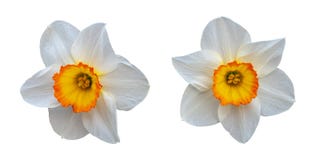 Δύο όμορφα άσπρα daffodils με ένα κίτρινο κέντρο στοκ φωτογραφία με δικαίωμα ελεύθερης χρήσης Δύο όμορφα άσπρα daffodils με ένα κίτρινο κέντρο στοκ φωτογραφία με δικαίωμα ελεύθερης χρήσης