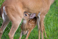 Ελάφια Whitetail fawn με την περιποίηση σημείων στοκ φωτογραφία Ελάφια Whitetail fawn με την περιποίηση σημείων στοκ φωτογραφία