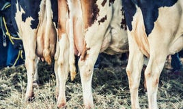 Ελεύθερο Udders βοοειδών σειράς σύνολο του οργανικού γάλακτος - αναδρομικού στοκ εικόνες Ελεύθερο Udders βοοειδών σειράς σύνολο του οργανικού γάλακτος - αναδρομικού στοκ εικόνες