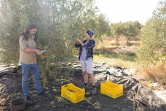 Ελιά περικοπής ζεύγους στο αγρόκτημα Στοκ Εικόνα Ελιά περικοπής ζεύγους στο αγρόκτημα Στοκ Εικόνα