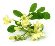 Εδώδιμο moringa λουλούδι