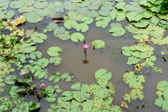 Είναι όμορφο ρόδινο Lotus λουλουδιών στο κόκκινο Lotus που επιπλέει το BA Maket στοκ φωτογραφίες με δικαίωμα ελεύθερης χρήσης Είναι όμορφο ρόδινο Lotus λουλουδιών στο κόκκινο Lotus που επιπλέει το BA Maket στοκ φωτογραφίες με δικαίωμα ελεύθερης χρήσης