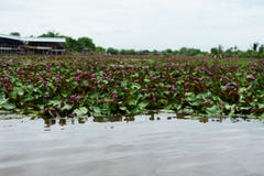Είναι όμορφο ρόδινο Lotus λουλουδιών στο κόκκινο Lotus που επιπλέει το BA Maket στοκ φωτογραφίες με δικαίωμα ελεύθερης χρήσης Είναι όμορφο ρόδινο Lotus λουλουδιών στο κόκκινο Lotus που επιπλέει το BA Maket στοκ φωτογραφίες με δικαίωμα ελεύθερης χρήσης