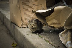 Εγκαταλειμμένο γατάκι στον καιρό φθινοπώρου στοκ φωτογραφίες με δικαίωμα ελεύθερης χρήσης Εγκαταλειμμένο γατάκι στον καιρό φθινοπώρου στοκ φωτογραφίες με δικαίωμα ελεύθερης χρήσης