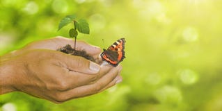 Εγκαταστάσεις Joung στα χέρια στοκ εικόνα με δικαίωμα ελεύθερης χρήσης Εγκαταστάσεις Joung στα χέρια στοκ εικόνα με δικαίωμα ελεύθερης χρήσης