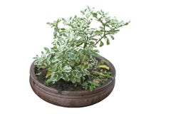 Εγκαταστάσεις obtusifolia Peperomia με τις πτώσεις βροχής στο καφετί δοχείο που απομονώνονται στο άσπρο υπόβαθρο στοκ εικόνα Εγκαταστάσεις obtusifolia Peperomia με τις πτώσεις βροχής στο καφετί δοχείο που απομονώνονται στο άσπρο υπόβαθρο στοκ εικόνα