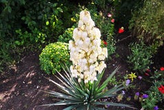 Εγκαταστάσεις Yucca ανθίσεων r στοκ φωτογραφίες με δικαίωμα ελεύθερης χρήσης Εγκαταστάσεις Yucca ανθίσεων r στοκ φωτογραφίες με δικαίωμα ελεύθερης χρήσης
